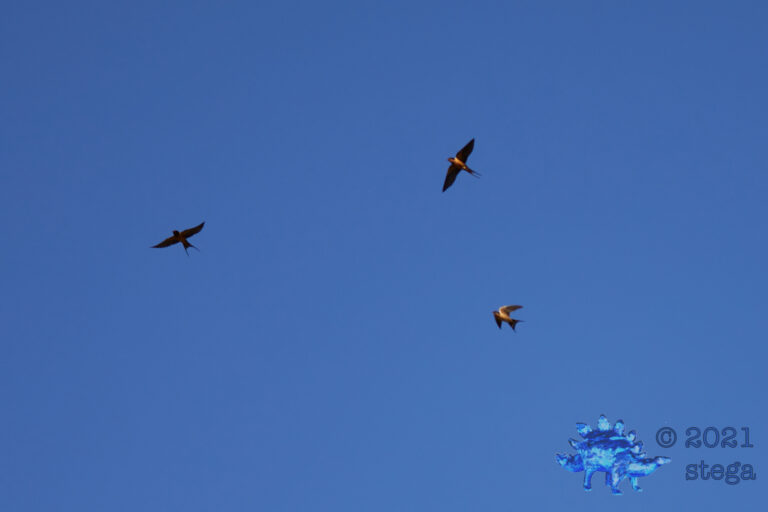 Barn Swallows