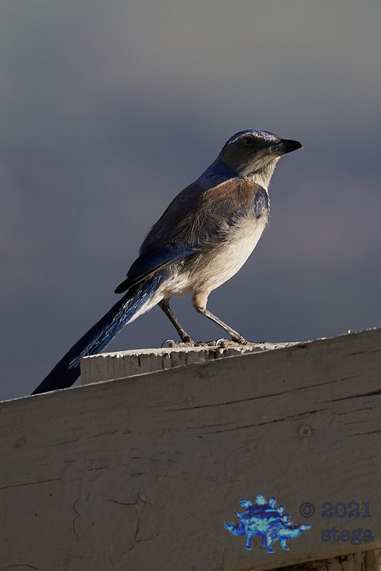 California Scrub Jay
