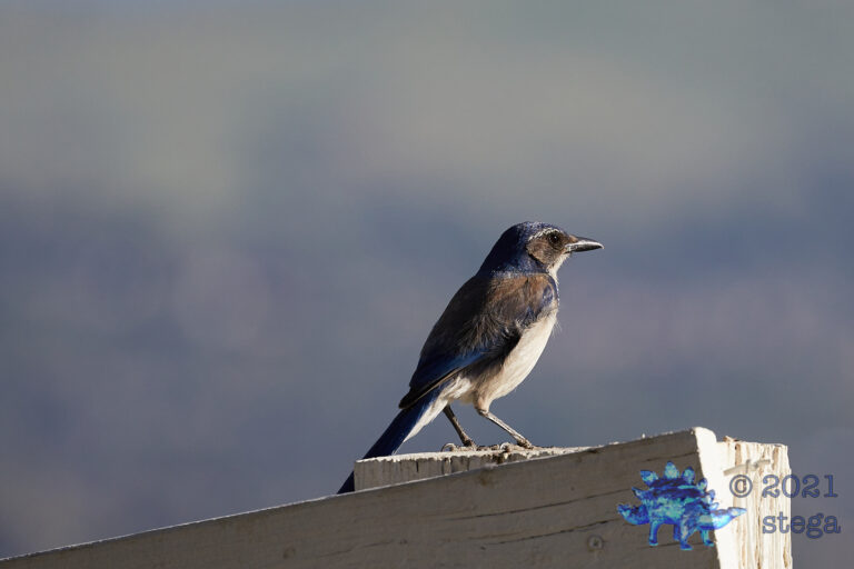 California Scrub Jay