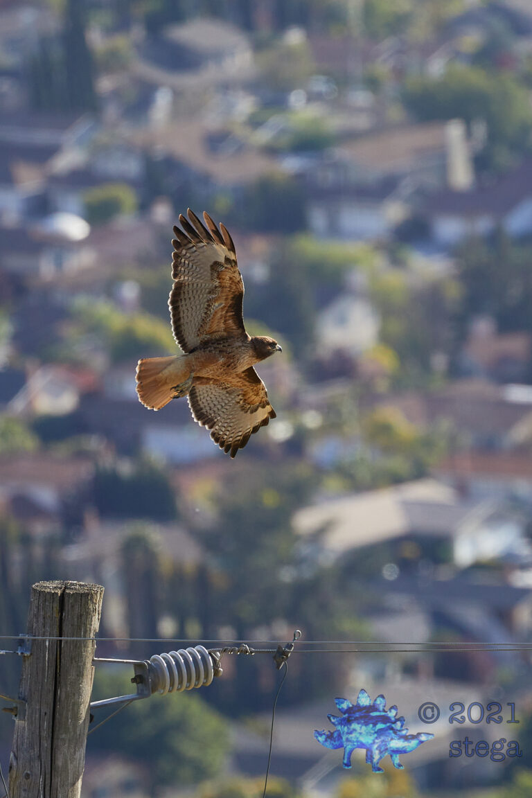 Red-Tailed Hawk