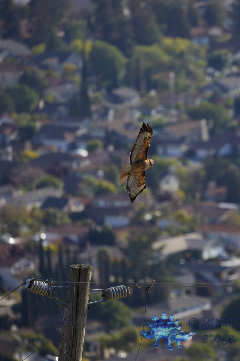 Red-Tailed Hawk