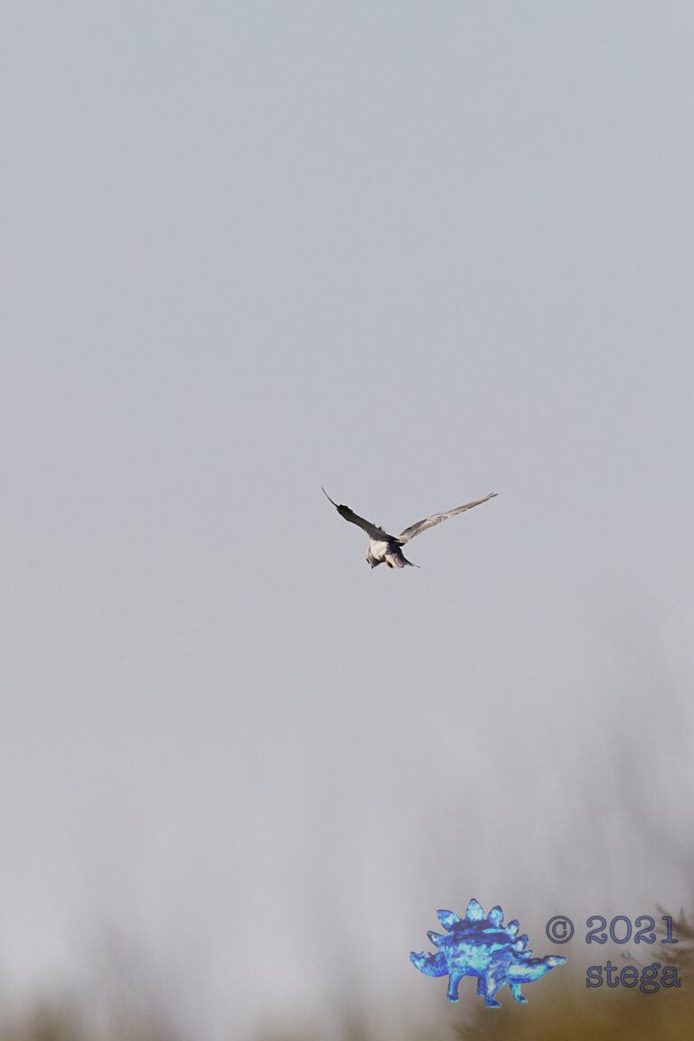 White-Tailed Kite