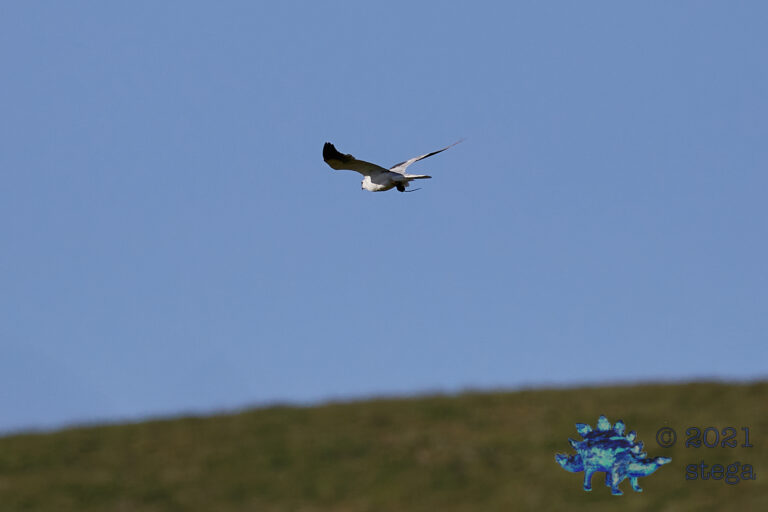 White-Tailed Kite