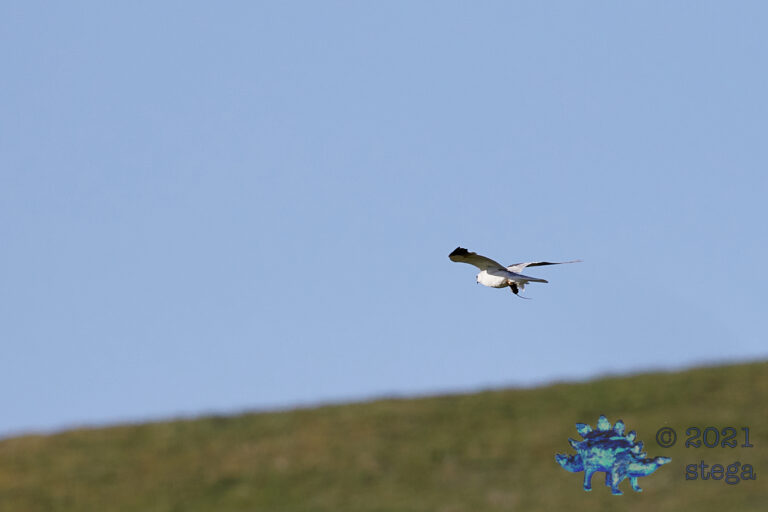 White-Tailed Kite with Prey