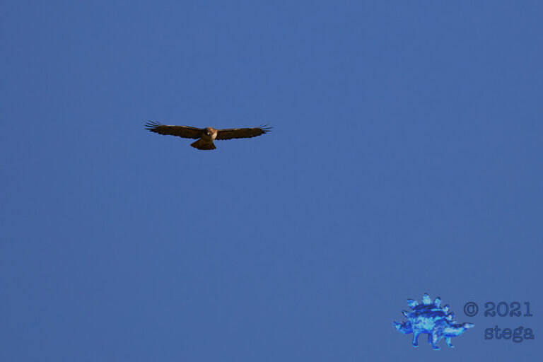 Red-Tailed Hawk