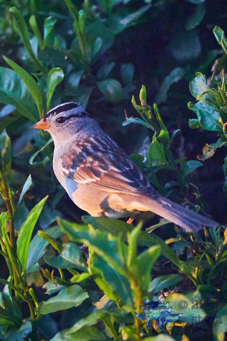 White-Crowned Sparrow