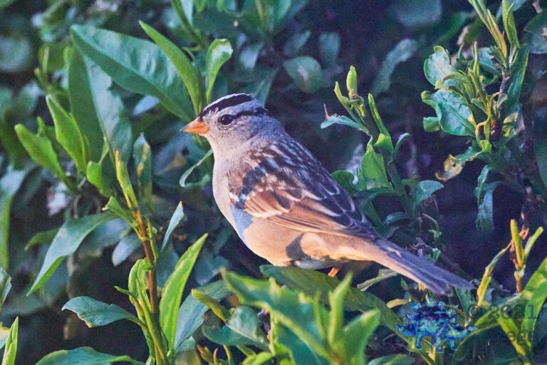 White-Crowned Sparrow