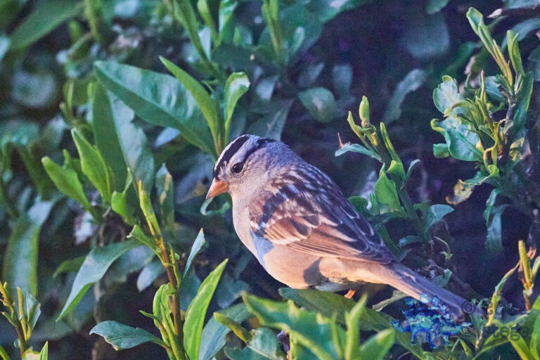White-Crowned Sparrow