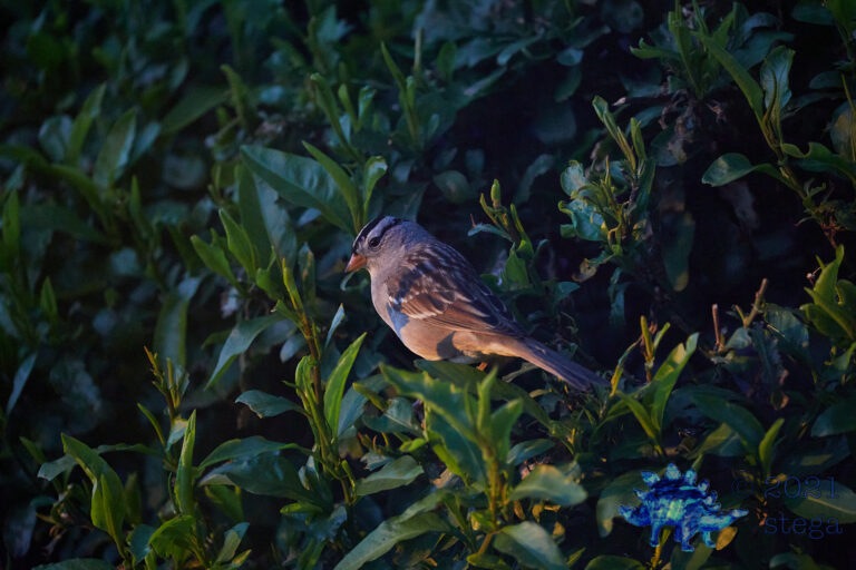 White-Crowned Sparrow
