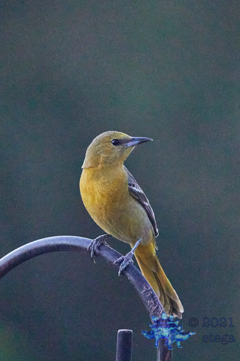 Hooded Oriole