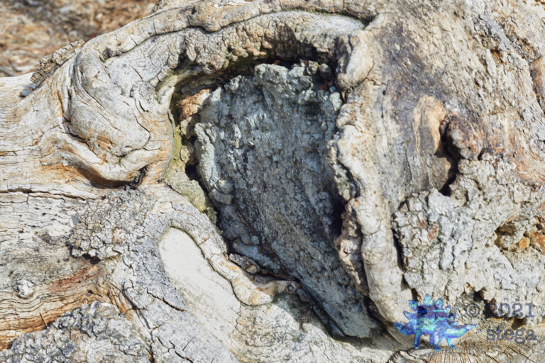 Fallen Tree