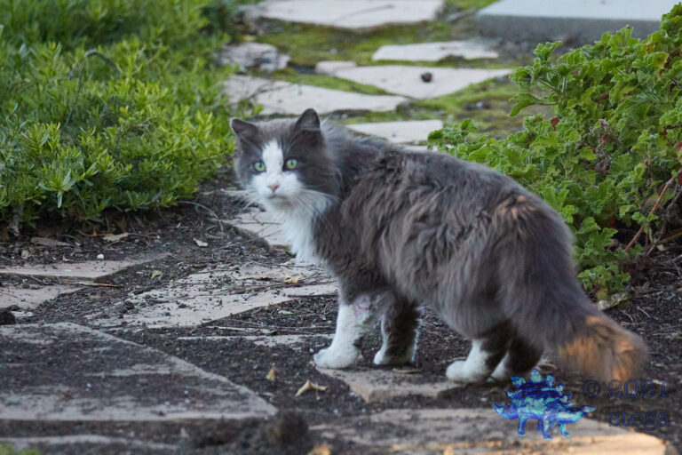 Slinking Feral