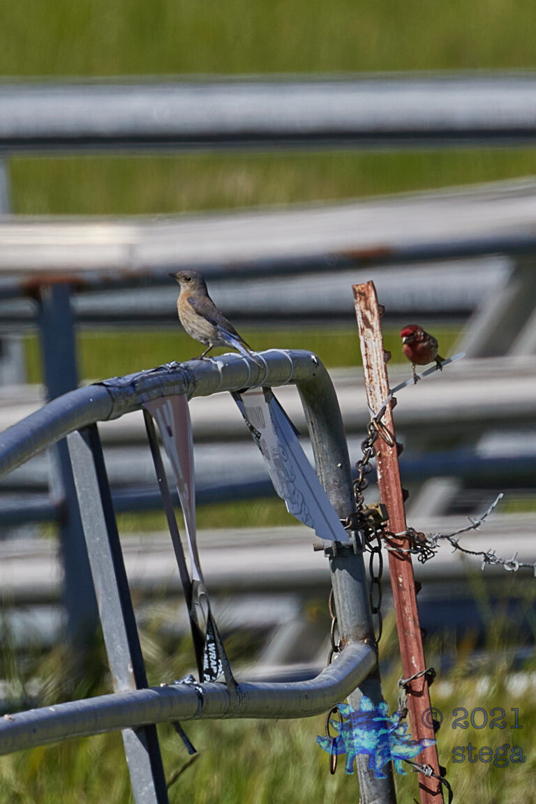 Western Bluebird and Finch