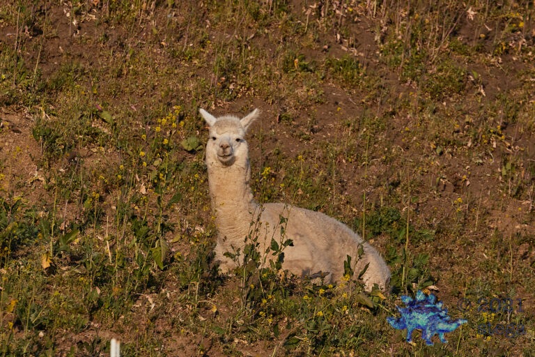 Alpaca (not our’s)