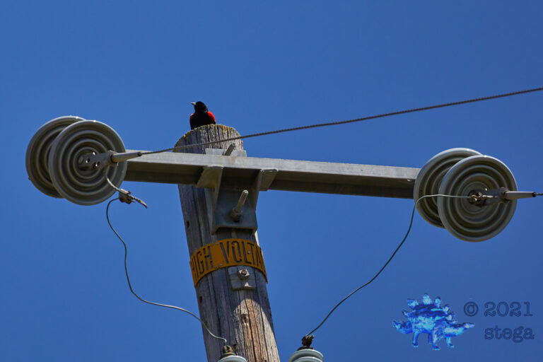 Red-Winged Blackbird
