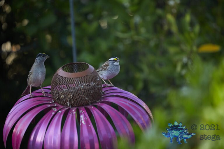 Sparrows