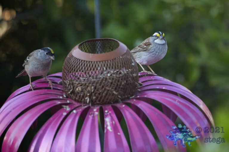 Sharing Sparrows