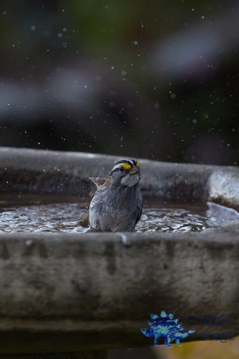 White-Throated Sparrow