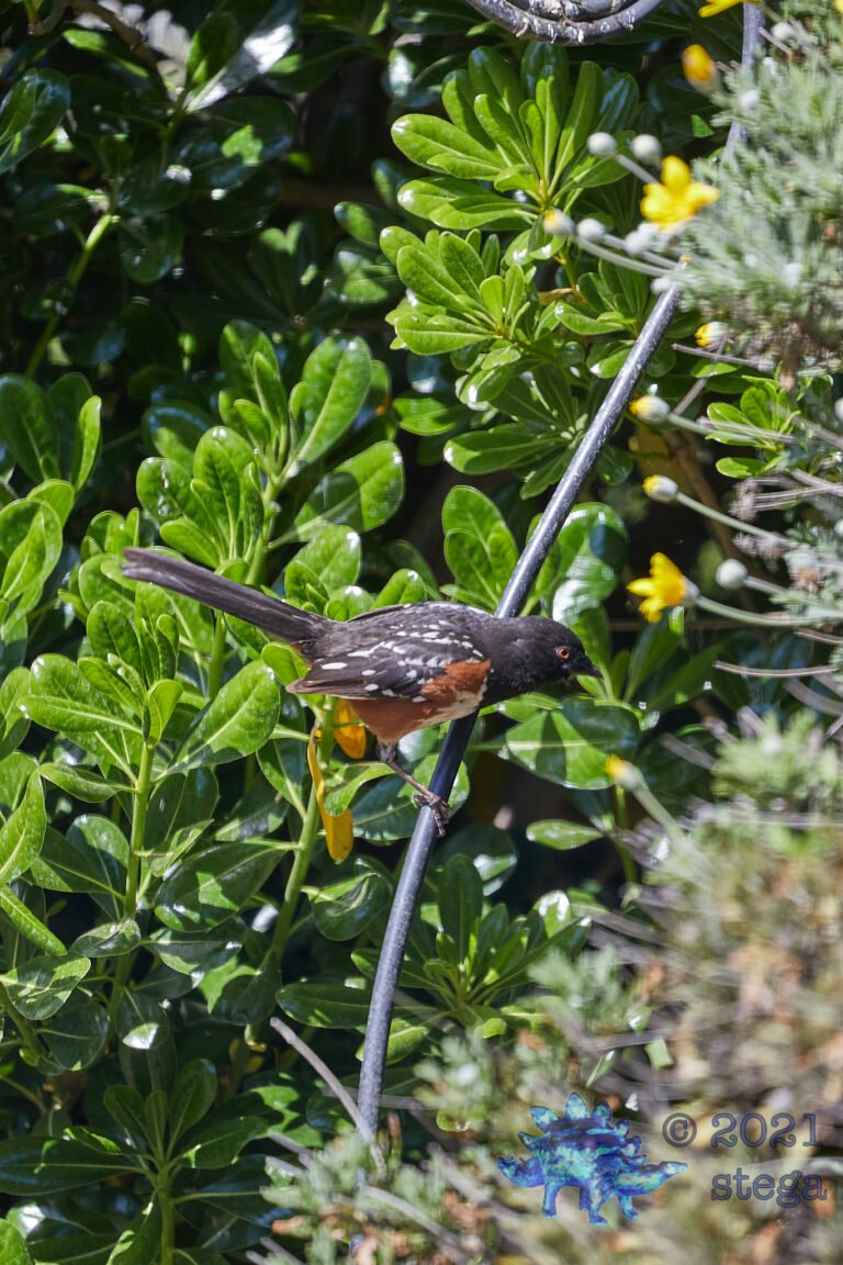 Spotted Towhee