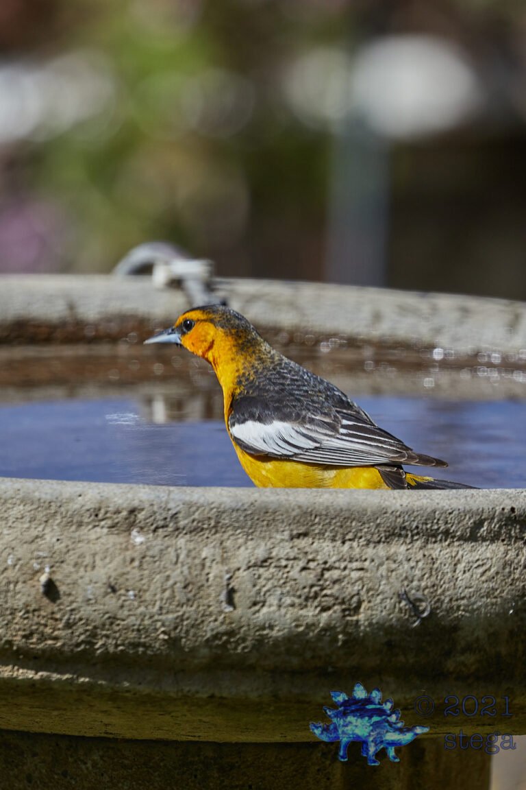 Bullock’s Oriole