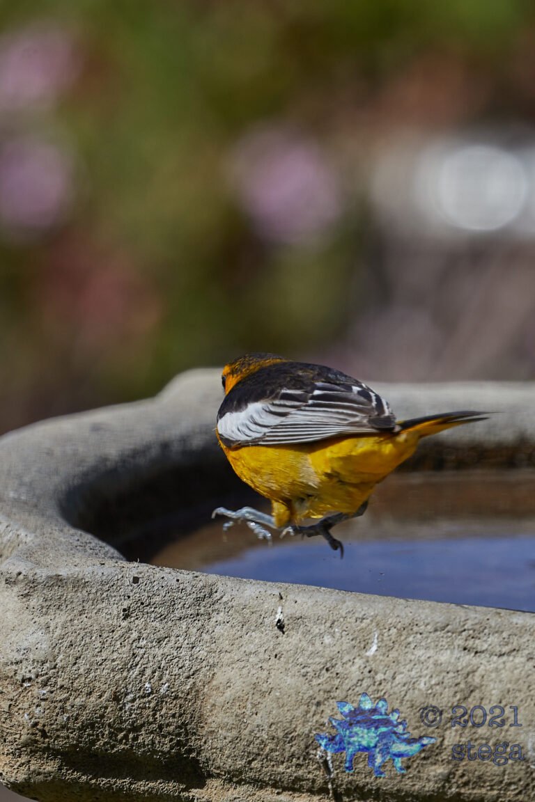 Bullock’s Oriole