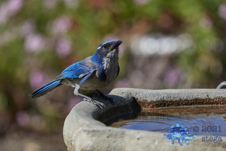 California Scrub Jay