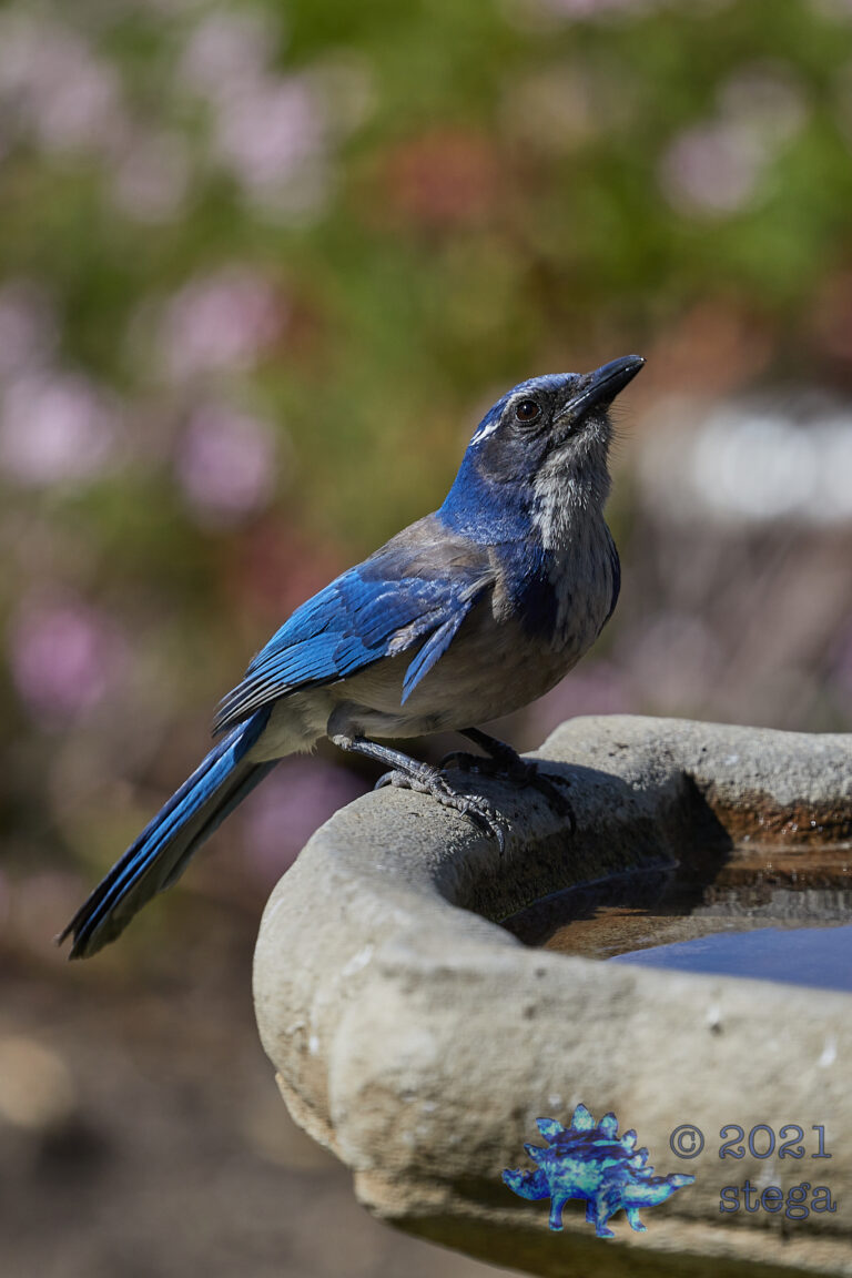 California Scrub Jay