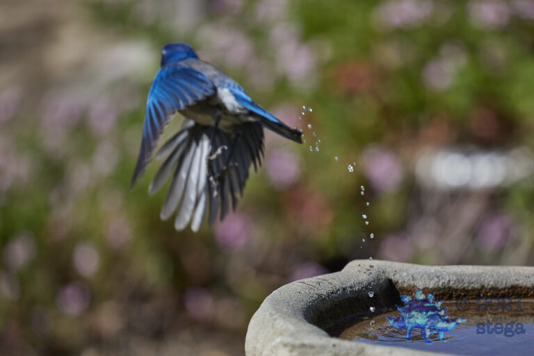 California Scrub Jay