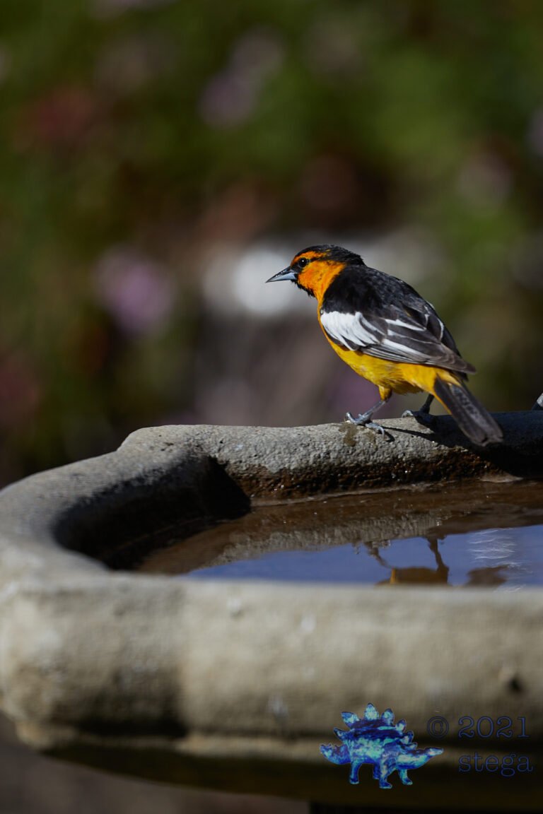 Bullock’s Oriole