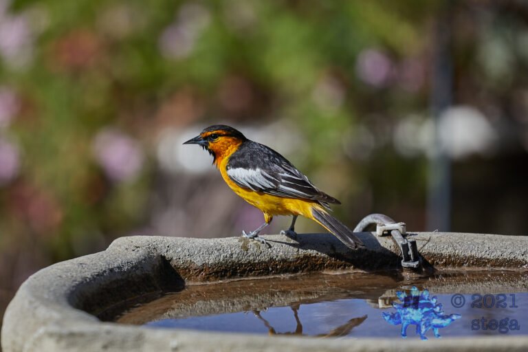Bullock’s Oriole