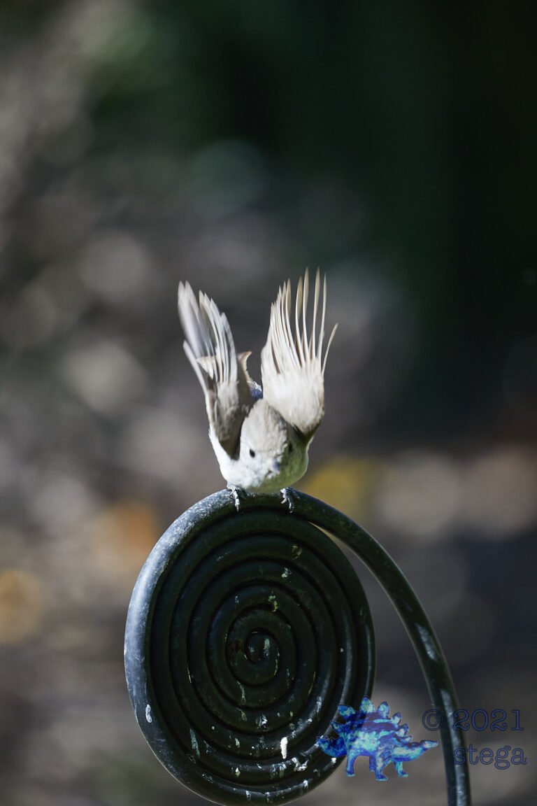 Oak Titmouse