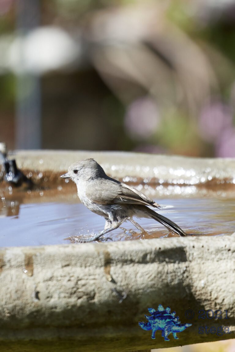 Oak Titmouse