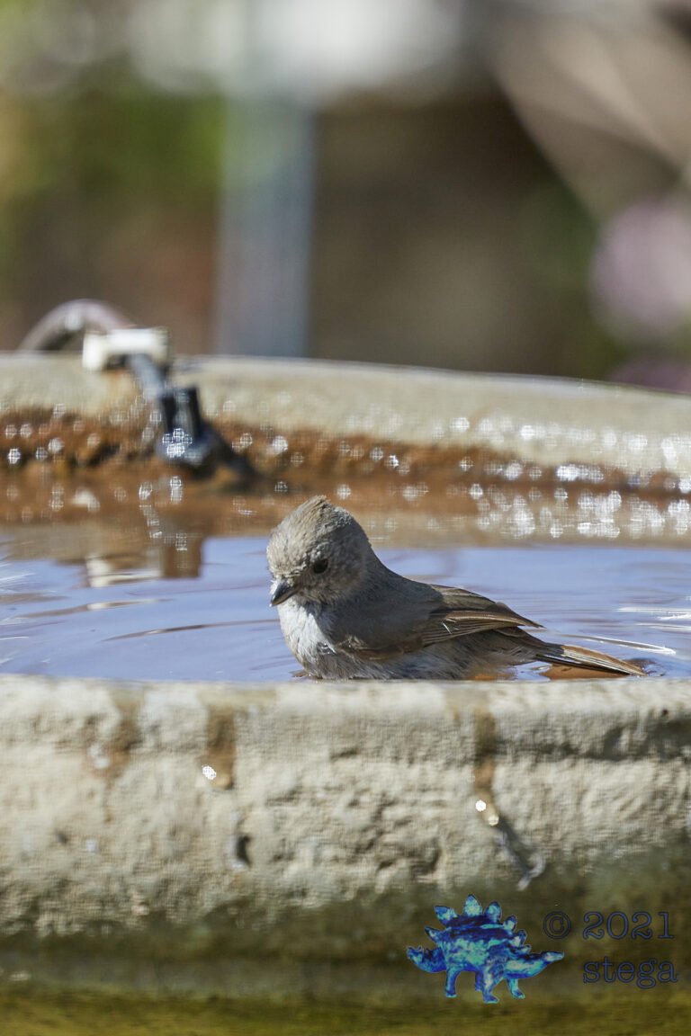 Oak Titmouse