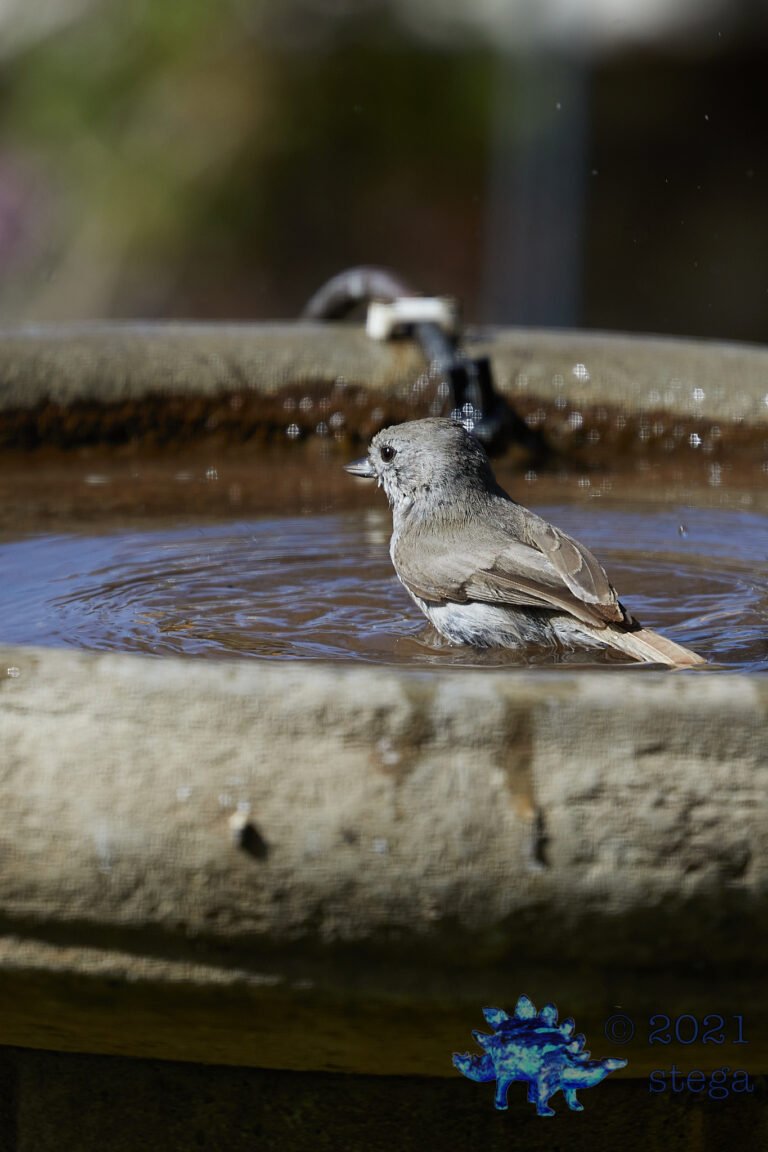 Oak Titmouse