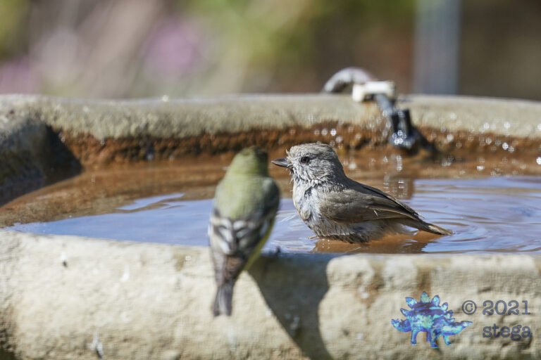 Finch and Titmouse