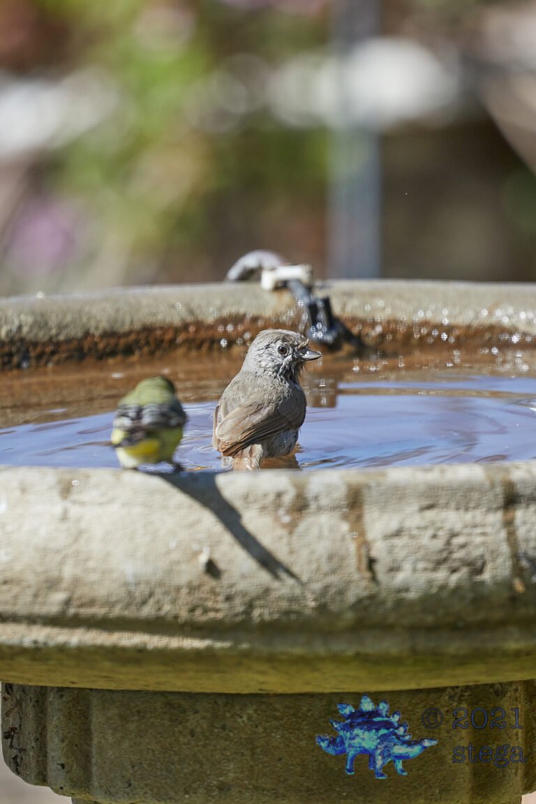 Oak Titmouse