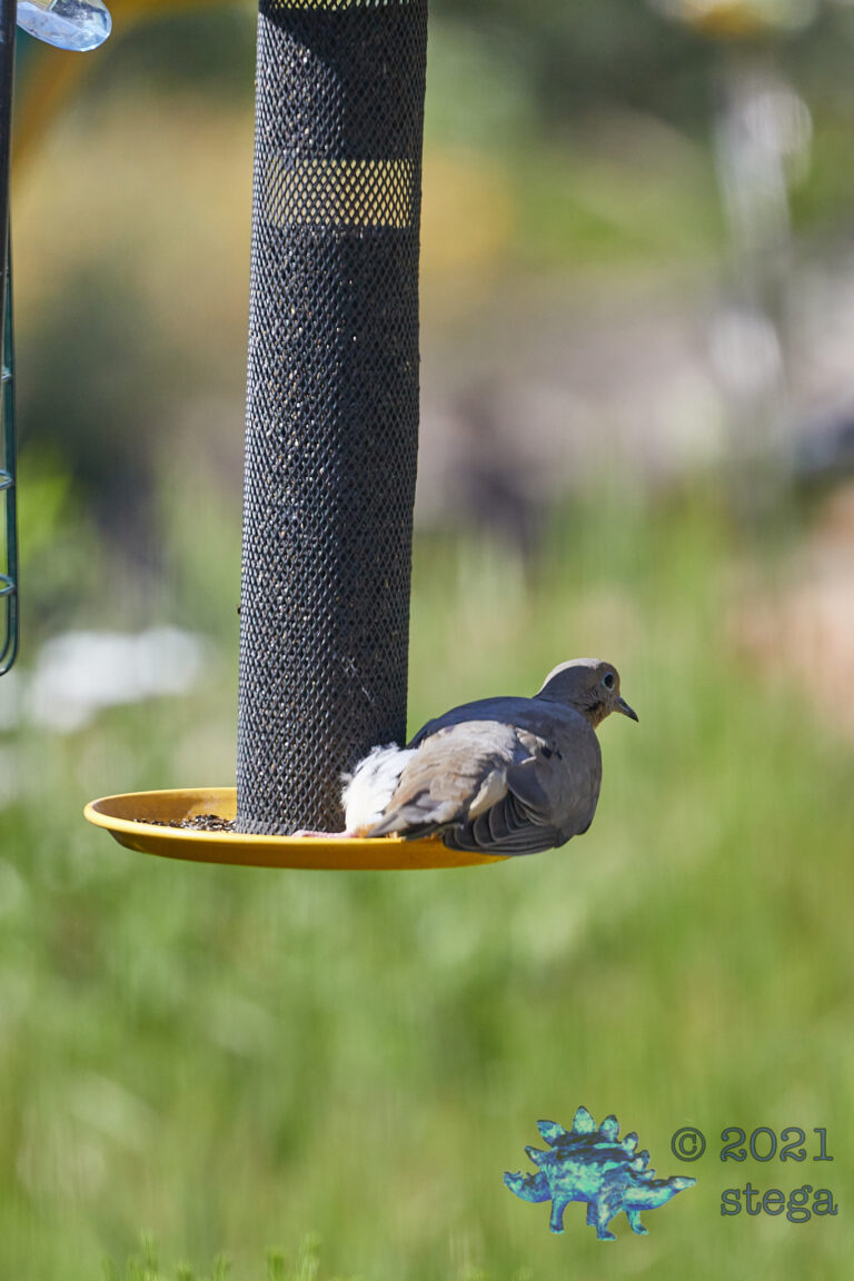 Mourning Dove