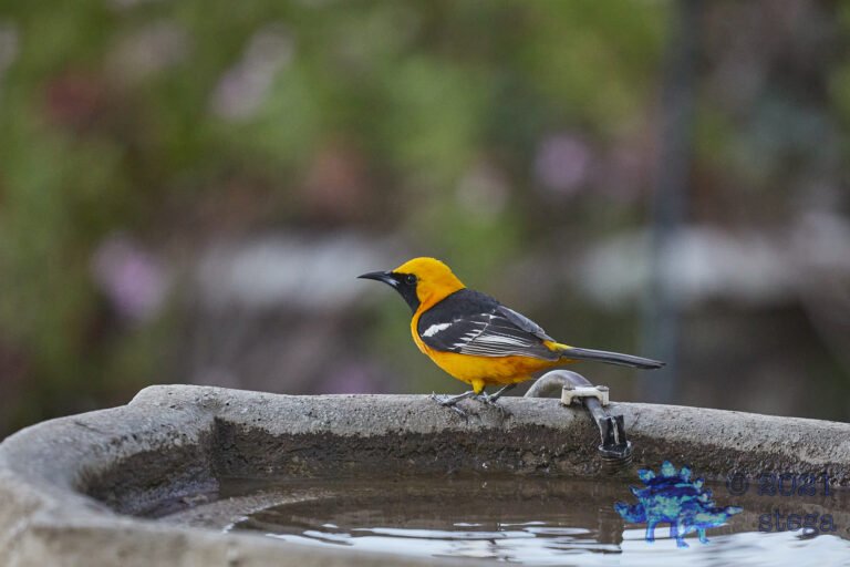 Hooded Oriole