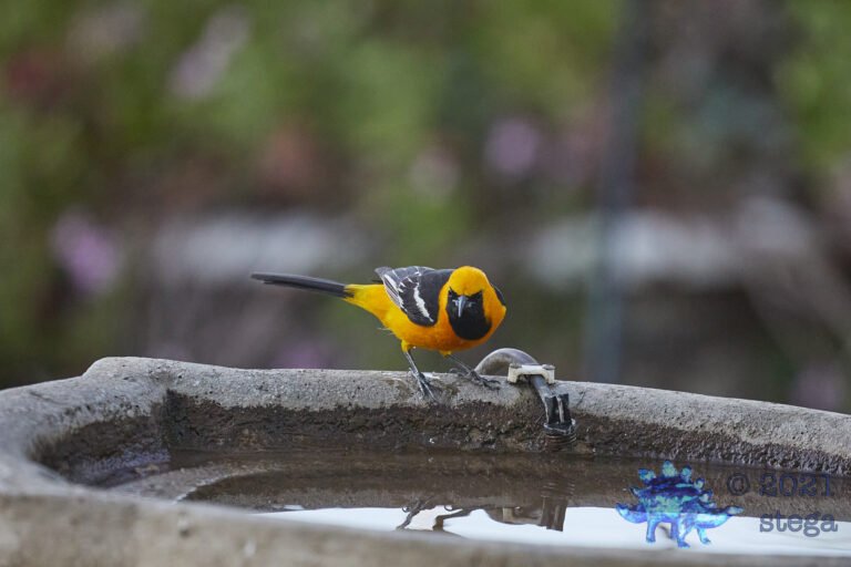 Hooded Oriole