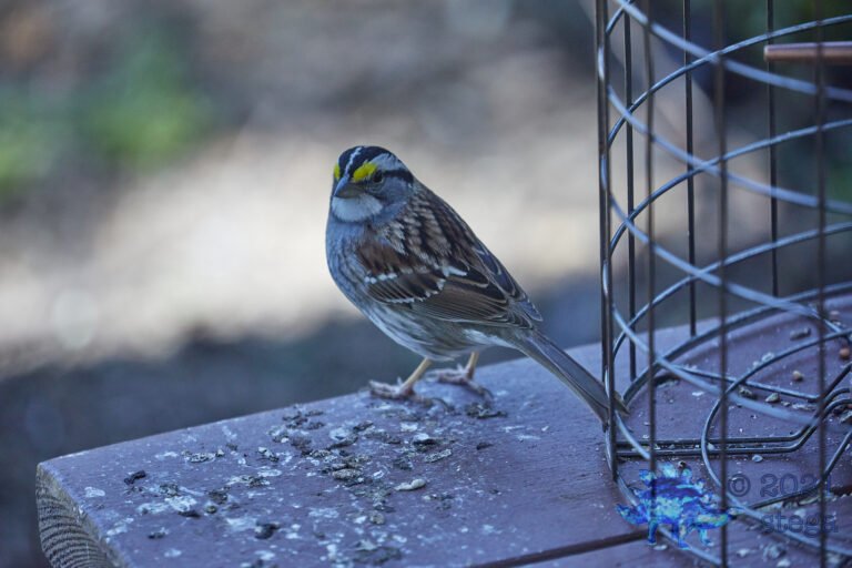 White-Throated Sparrow