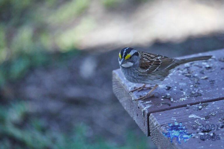 White-Throated Sparrow