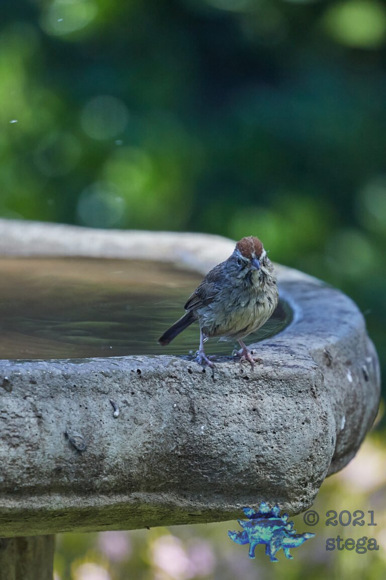 Rufous-Crowned Sparrow