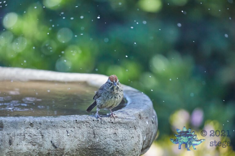 Rufous Crowned Sparrow