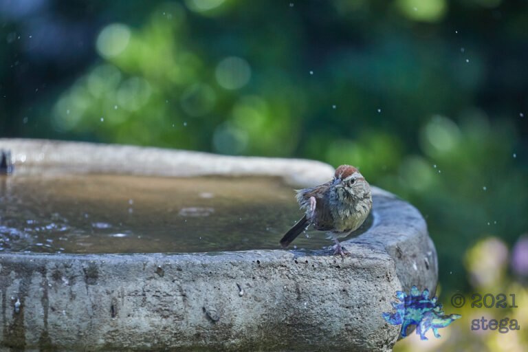 Rufous-Crowned Sparrow
