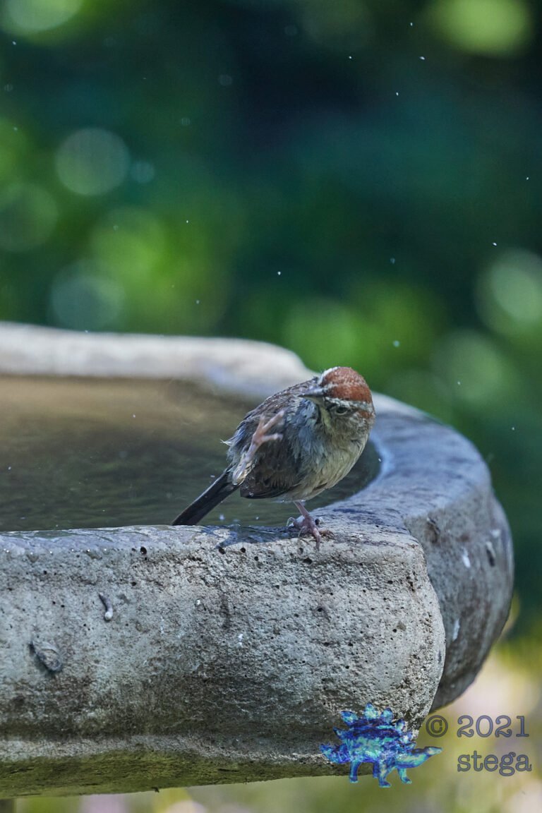 Rufous-Crowned Sparrow