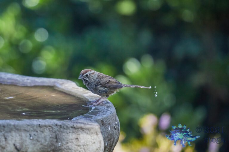 Rufous-Crowned Sparrow