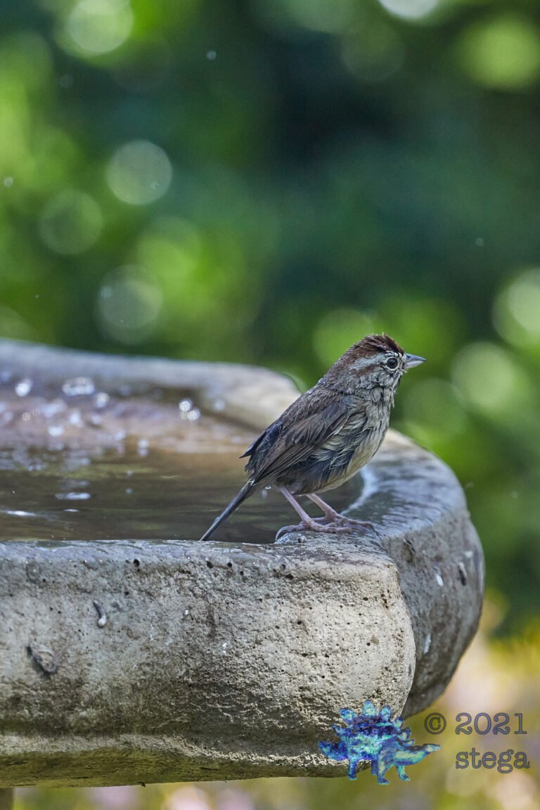 Rufous-Crowned Sparrow