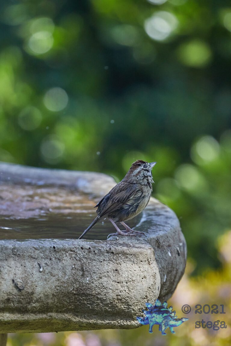 Rufous Crowned-Sparrow