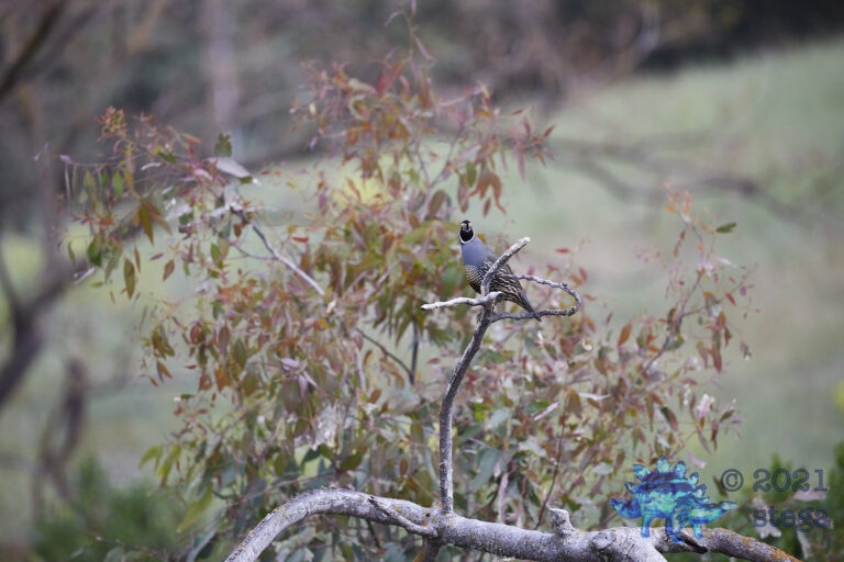 California Quail