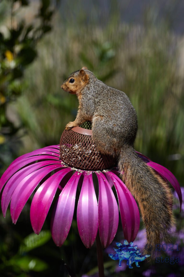 Fox Squirrel